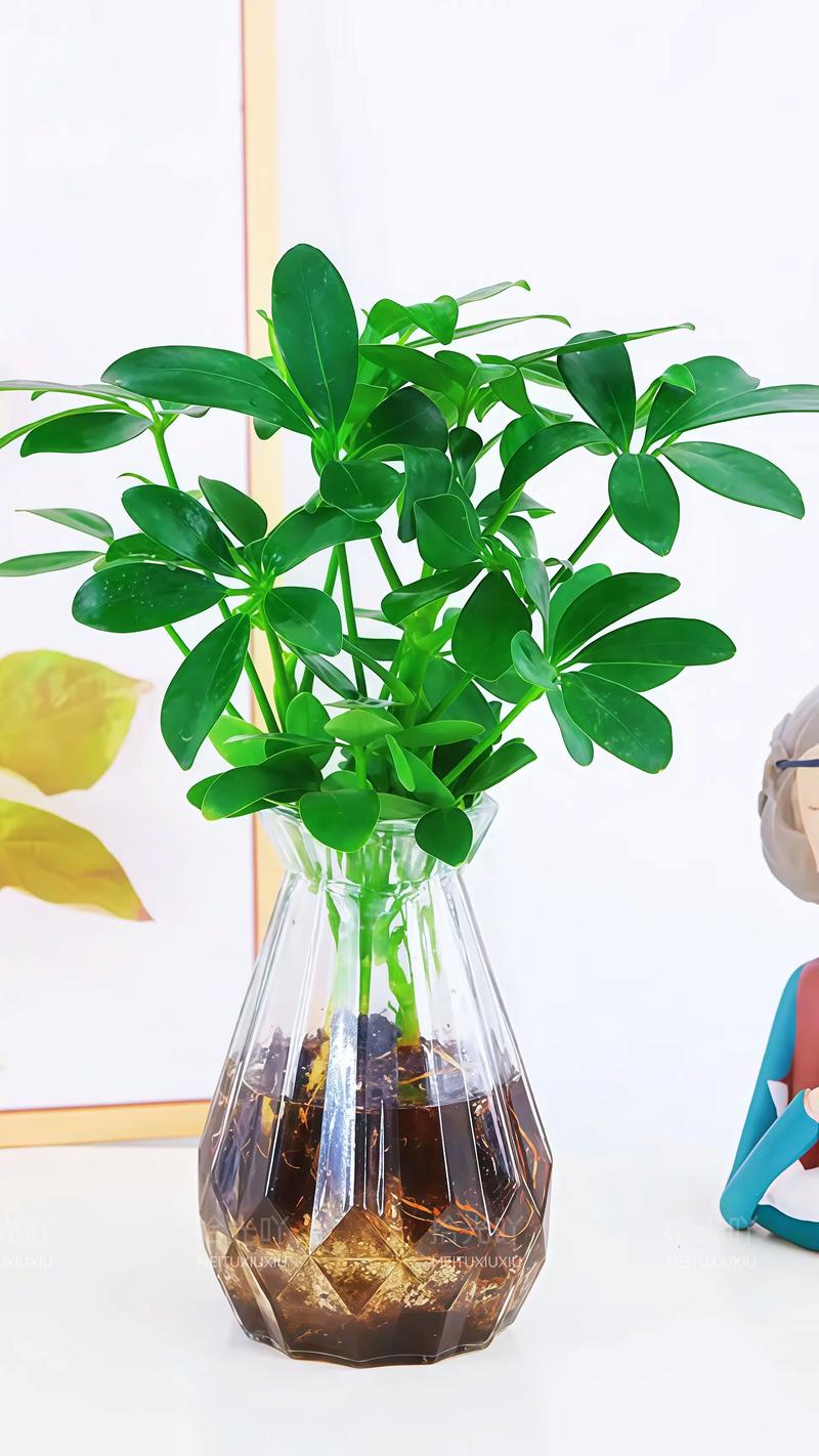 鸭脚木小盆栽有哪些品种与养护技巧？-第3张图片-吾爱花网