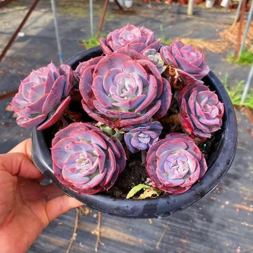 粉红台阁多肉怎么养才爆盆？-第2张图片-吾爱花网