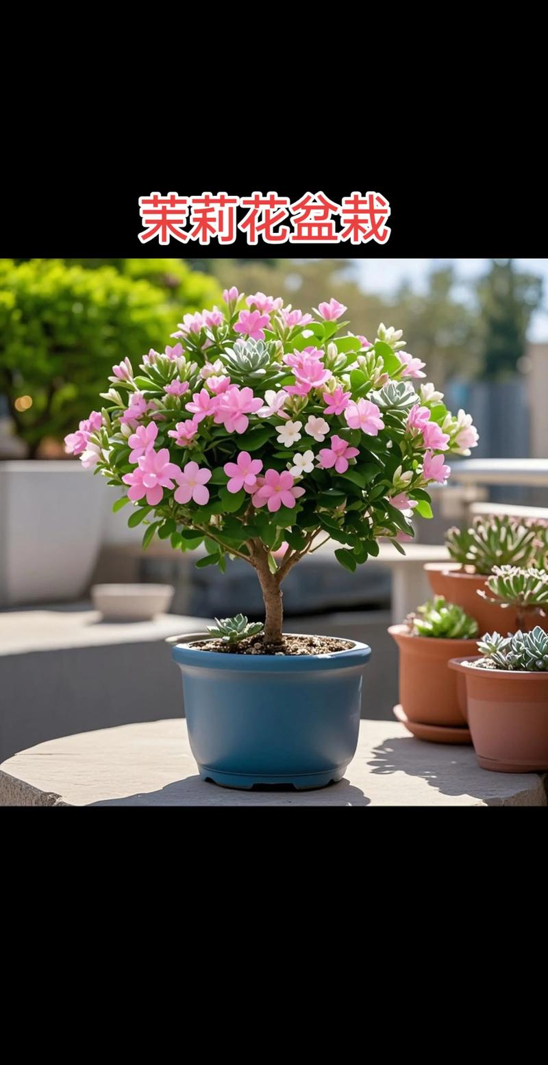 盆栽茉莉放哪儿才长得好？-第1张图片-吾爱花网