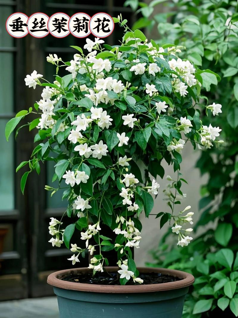 盆栽茉莉放哪儿才长得好？-第3张图片-吾爱花网