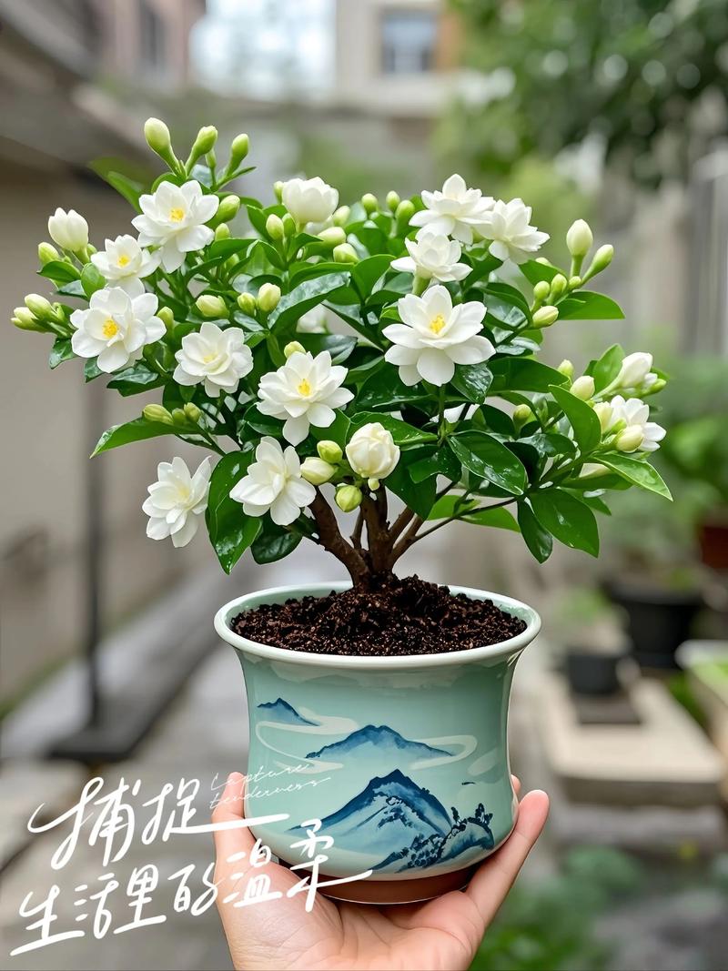 盆栽茉莉放哪儿才长得好？-第2张图片-吾爱花网