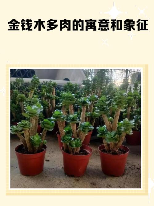 木头嫁接多肉，命名有何讲究？-第1张图片-吾爱花网