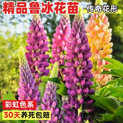 鲁冰花盆栽矮化有啥技巧？-第2张图片-吾爱花网