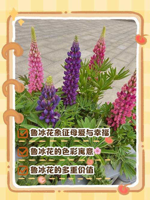 鲁冰花盆栽矮化有啥技巧？-第3张图片-吾爱花网