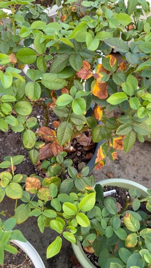 盆栽玫瑰叶子黄是何原因？-第1张图片-吾爱花网