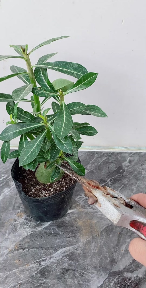 盆栽玫瑰叶子黄是何原因？-第2张图片-吾爱花网