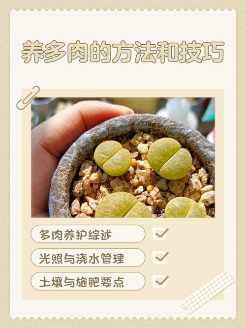 多肉植物如何养成多头？-第2张图片-吾爱花网