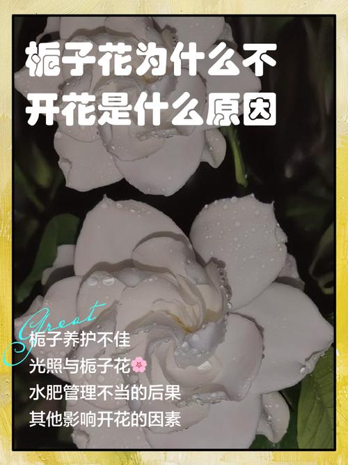 水培栀子花为何不开花？-第1张图片-吾爱花网
