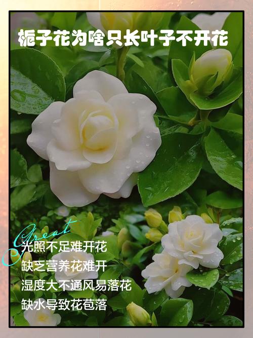 水培栀子花为何不开花？-第2张图片-吾爱花网