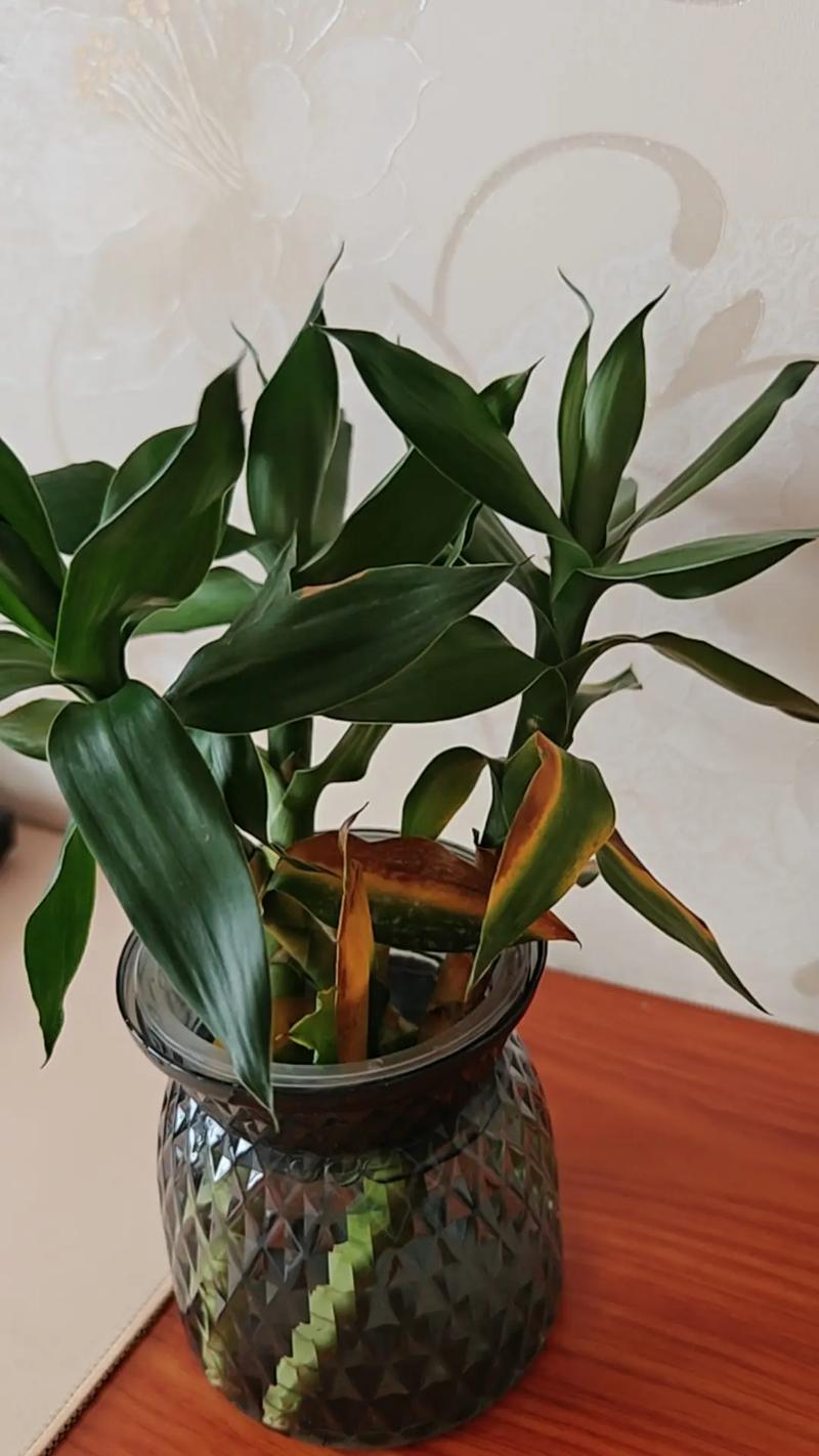 水培富贵竹底部发黄怎么办？-第3张图片-吾爱花网