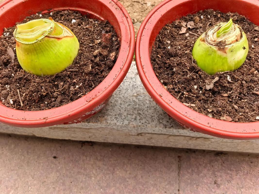 烂根朱顶红还能水培救活吗？-第2张图片-吾爱花网