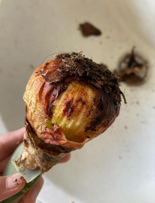 烂根朱顶红还能水培救活吗？-第3张图片-吾爱花网