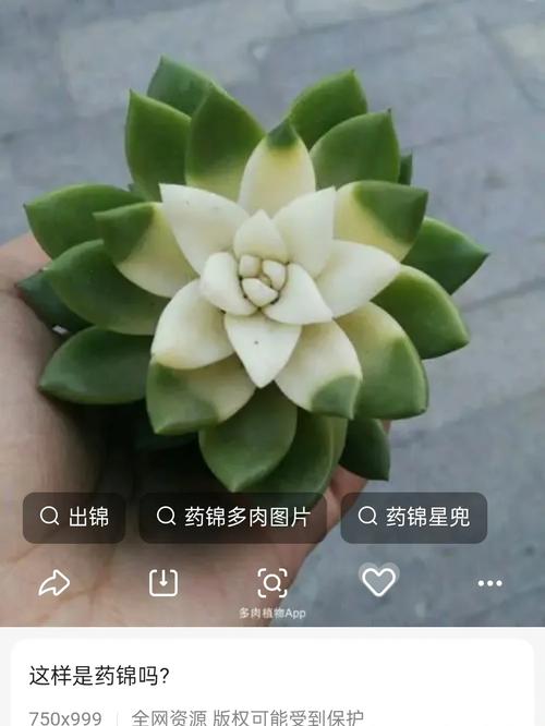 多肉怎么拍才好看？-第1张图片-吾爱花网