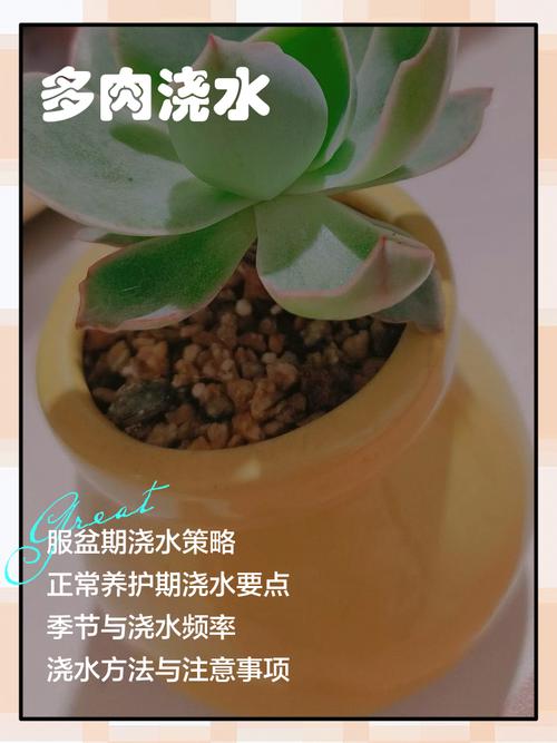 冬季室外多肉多久浇一次水？-第2张图片-吾爱花网