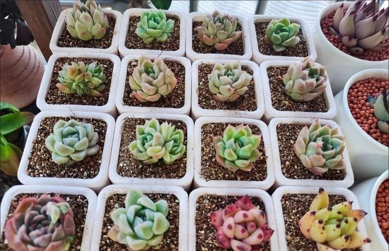 麦饭石花盆养多肉真有这些缺点吗？-第1张图片-吾爱花网