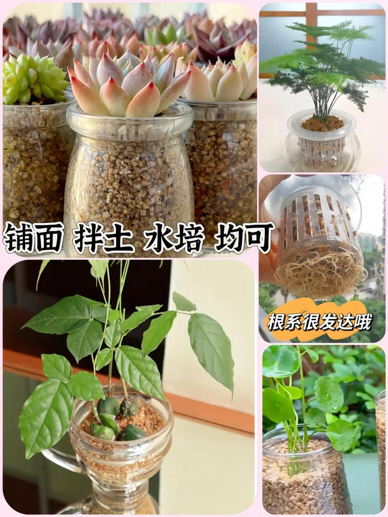 麦饭石花盆养多肉真有这些缺点吗？-第3张图片-吾爱花网