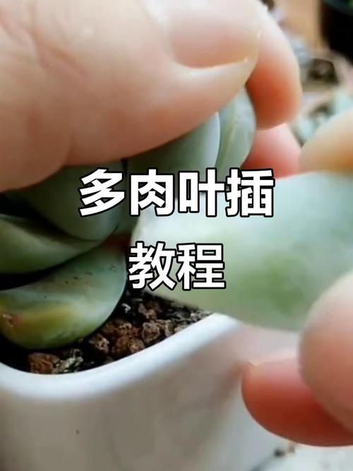 多肉叶片摘下如何快速发芽？-第2张图片-吾爱花网