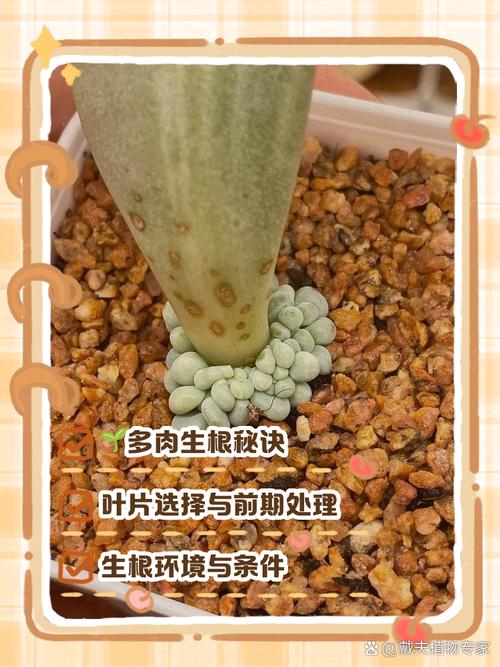 多肉叶片摘下如何快速发芽？-第3张图片-吾爱花网