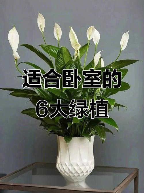 卧室盆栽选哪种好？-第2张图片-吾爱花网