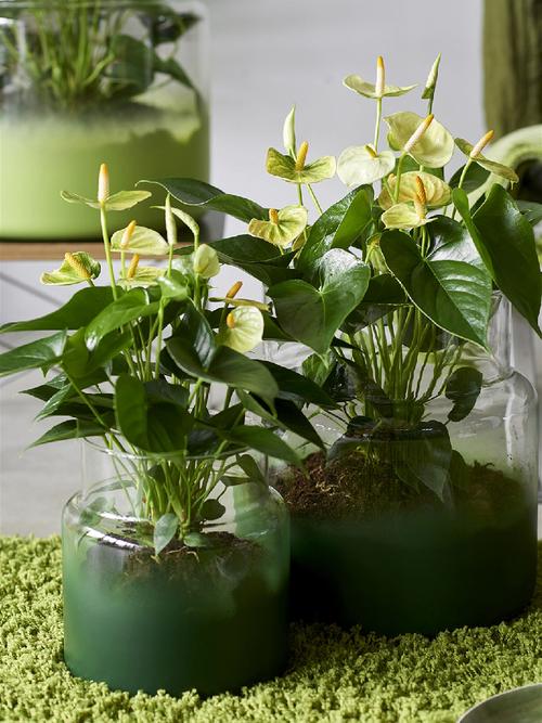 卧室盆栽选哪种好？-第3张图片-吾爱花网