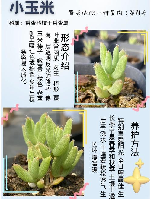 日本番杏科多肉植物有何独特魅力？-第1张图片-吾爱花网