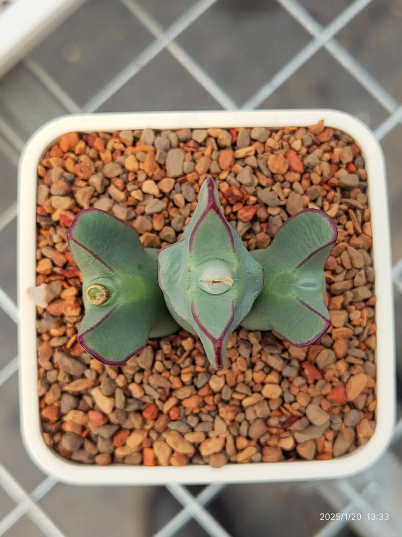 日本番杏科多肉植物有何独特魅力？-第2张图片-吾爱花网