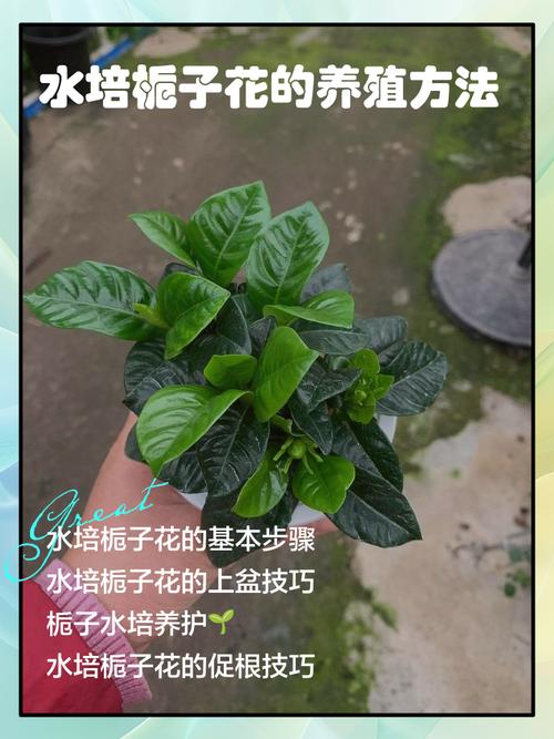 盆栽枝子花的养殖方法-第2张图片-吾爱花网