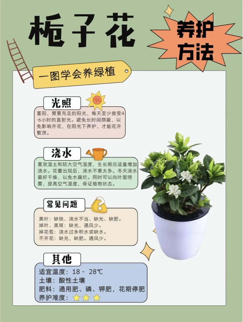 盆栽枝子花的养殖方法-第1张图片-吾爱花网