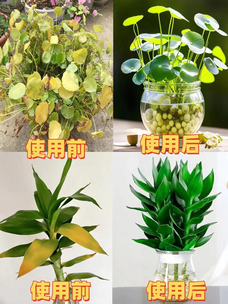 水培苗期营养液应稀释多少倍？-第1张图片-吾爱花网