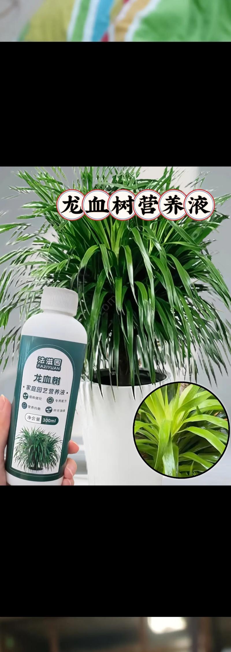 水培苗期营养液应稀释多少倍？-第2张图片-吾爱花网