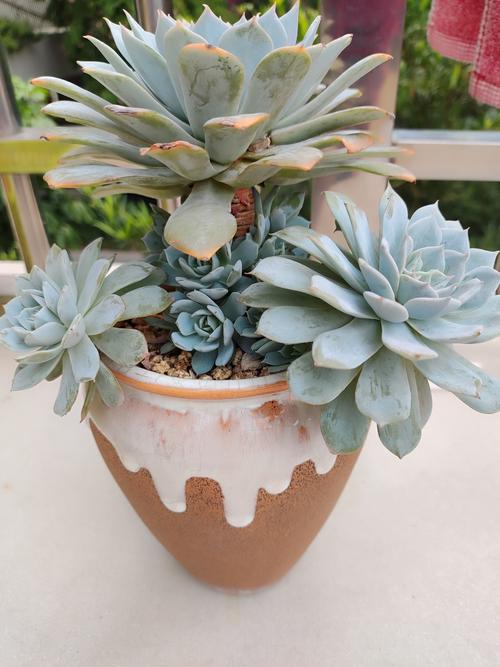 蓝鸟开花有多惊艳？-第1张图片-吾爱花网