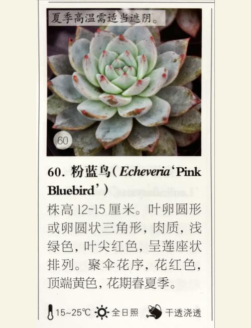 蓝鸟开花有多惊艳？-第2张图片-吾爱花网