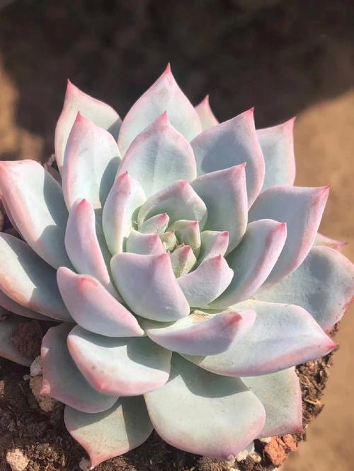 蓝鸟开花有多惊艳？-第3张图片-吾爱花网