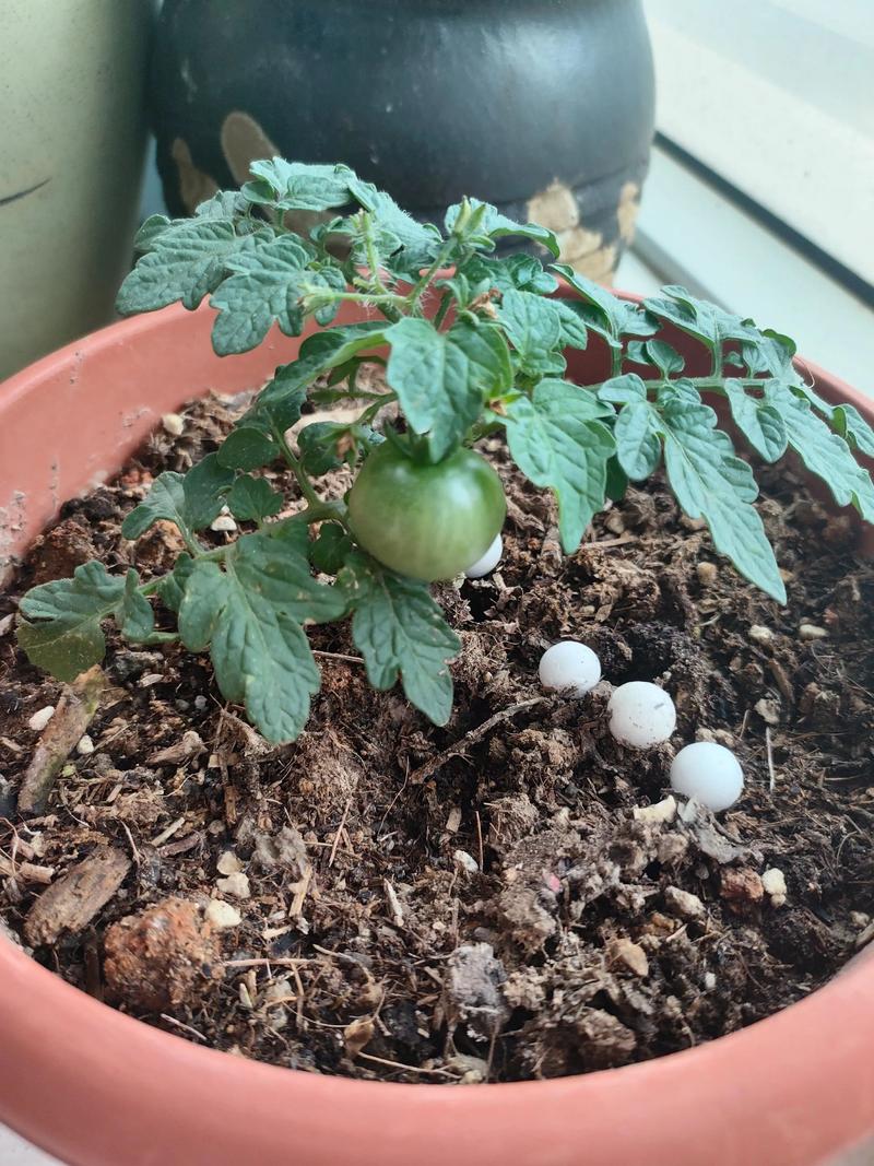 盆栽小番茄技巧攻略图，新手怎么种好？-第1张图片-吾爱花网