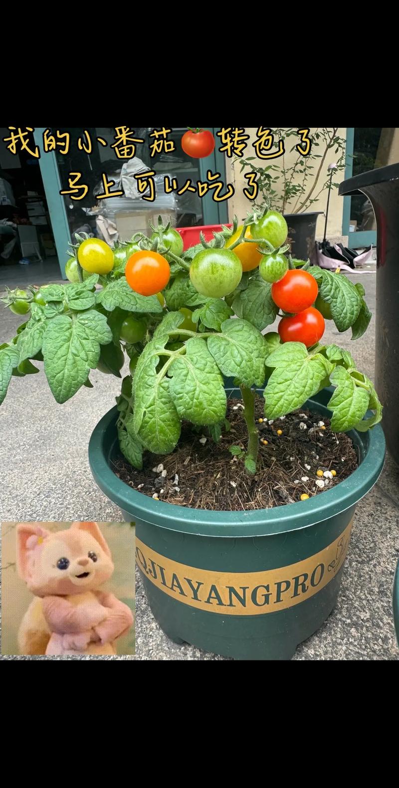 盆栽小番茄技巧攻略图，新手怎么种好？-第2张图片-吾爱花网