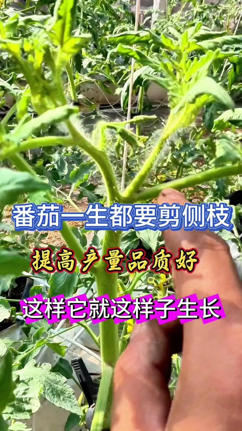 盆栽小番茄技巧攻略图，新手怎么种好？-第3张图片-吾爱花网