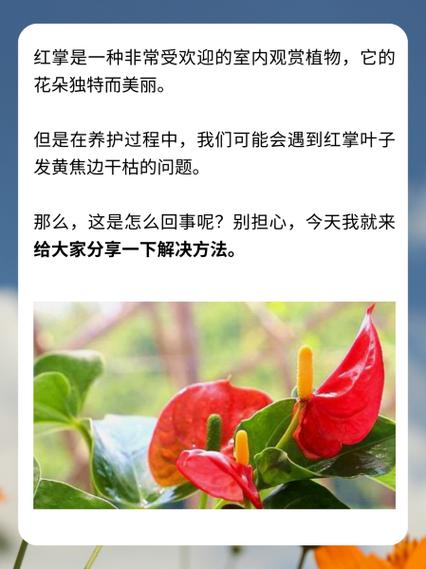 红掌水培发黄咋解决？-第1张图片-吾爱花网