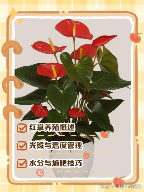 红掌水培发黄咋解决？-第2张图片-吾爱花网