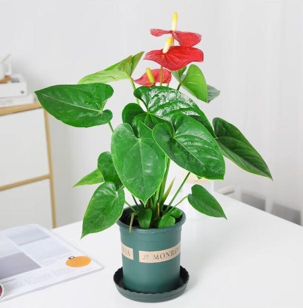 红掌水培发黄咋解决？-第3张图片-吾爱花网