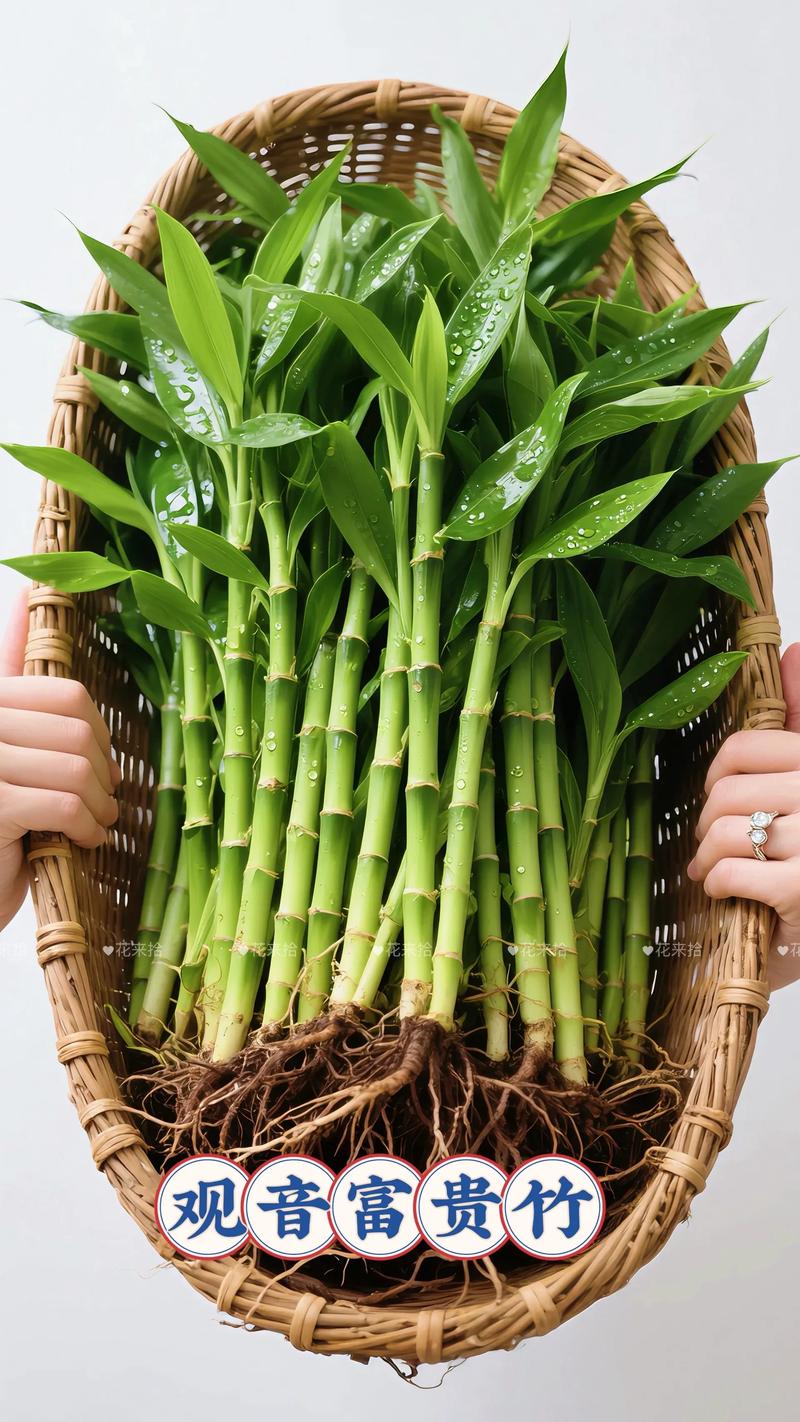 富贵竹水培扦插怎么操作？-第2张图片-吾爱花网
