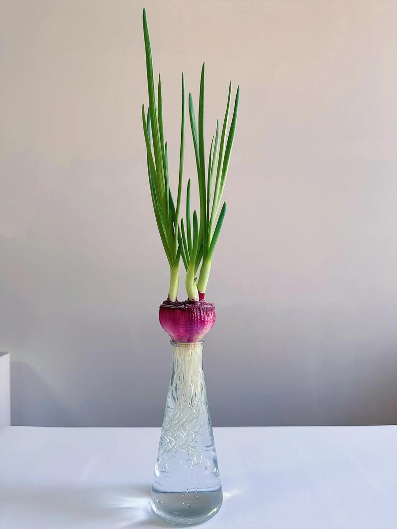 家庭洋葱盆栽怎么种？-第1张图片-吾爱花网