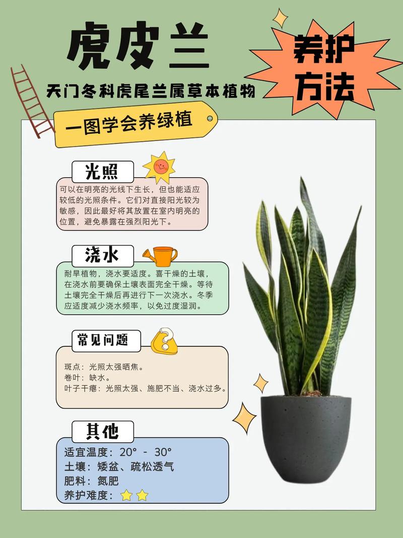 虎皮兰冬天养护关键是什么？-第1张图片-吾爱花网