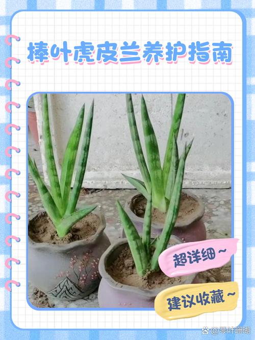 虎皮兰冬天养护关键是什么？-第2张图片-吾爱花网