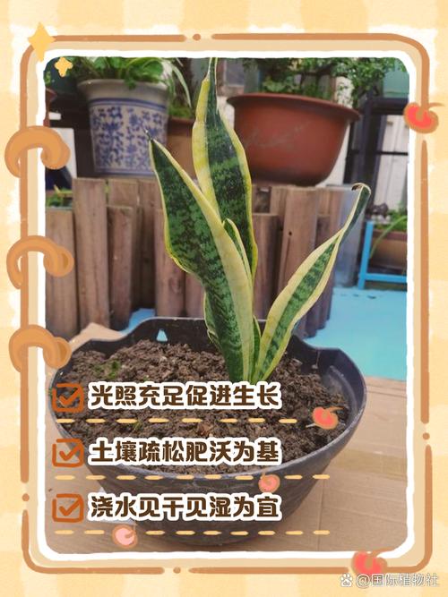 虎皮兰冬天养护关键是什么？-第3张图片-吾爱花网