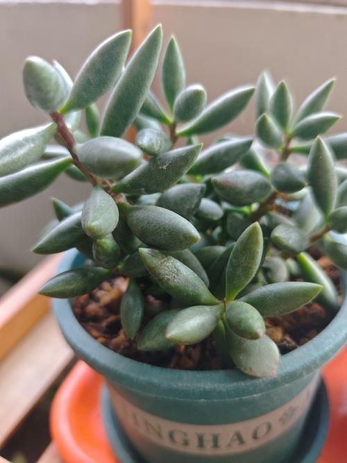 梅花鹿水泡多肉怎么养？-第2张图片-吾爱花网