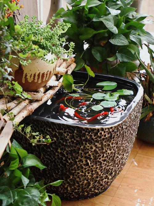 水培花盆养什么鱼合适？-第3张图片-吾爱花网