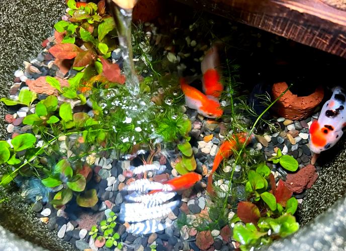 水培花盆养什么鱼合适？-第1张图片-吾爱花网