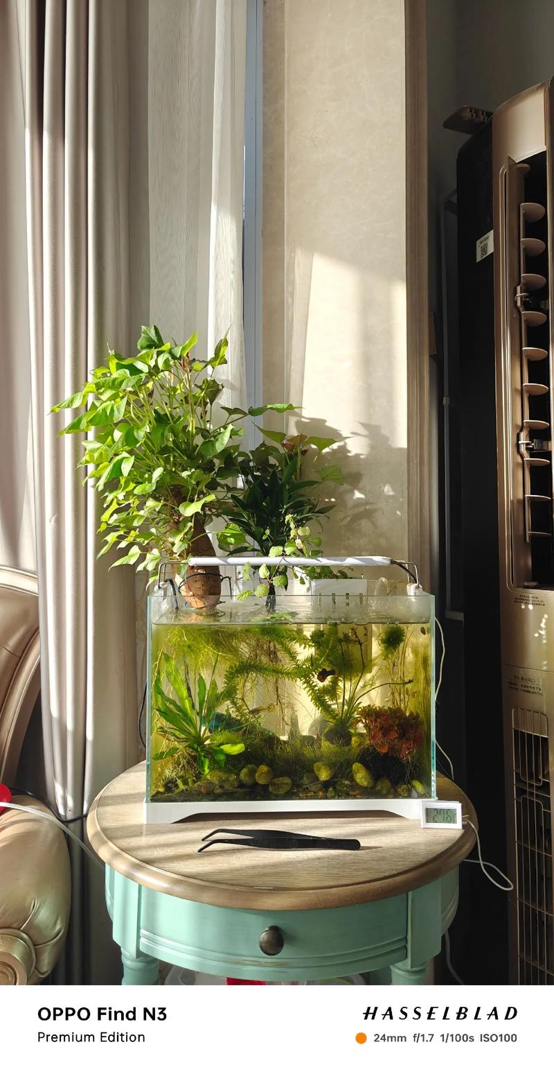 水培花盆养什么鱼合适？-第2张图片-吾爱花网