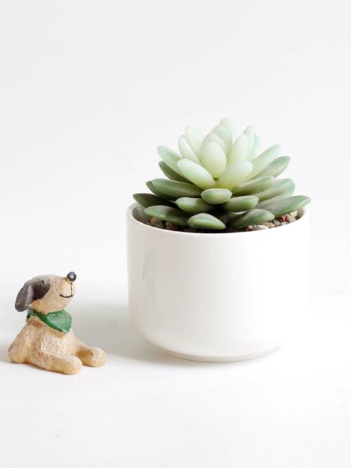 多肉白色花盆有哪些好看款式？-第1张图片-吾爱花网