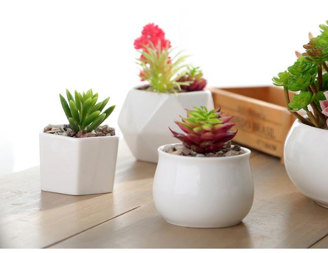 多肉白色花盆有哪些好看款式？-第2张图片-吾爱花网